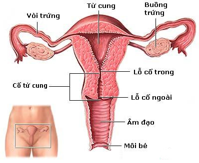 ung thu co tu cung 2