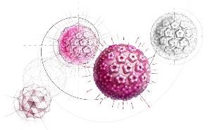 hpv 2
