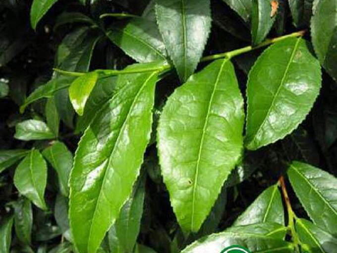 cay-che-dung-1
