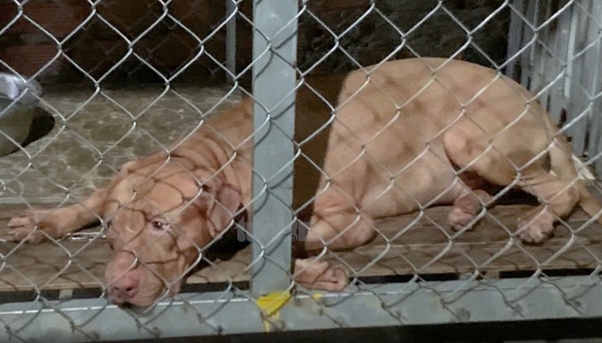 Con chó pitbul cắn chết người. Ảnh: Báo Lao động