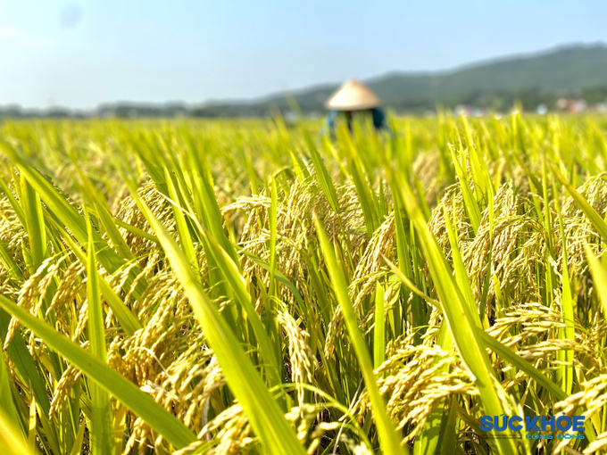 Ông Nguyễn Văn Tuấn, Phó Chủ tịch UBND huyện Nông Cống cho biết: “Vụ chiêm xuân năm nay huyện Nông Cống gieo cấy trên 10.300 ha. Ngay từ đầu vụ, huyện đã chỉ đạo các xã làm tốt công tác tuyên truyền, hướng dẫn người dân làm đất, chuẩn bị phân bón, cơ cấu giống hợp lý, gieo trồng đúng thời vụ. Mặt khác, chính quyền và người dân đã chủ động theo dõi tình hình, diễn biến của các loại dịch bệnh và có các biện pháp xử lý kịp thời nên cây lúa được bảo vệ an toàn. Do đó, vụ chiêm xuân năm nay được mùa, năng suất bình quân đạt 73,2 tạ/ha”.