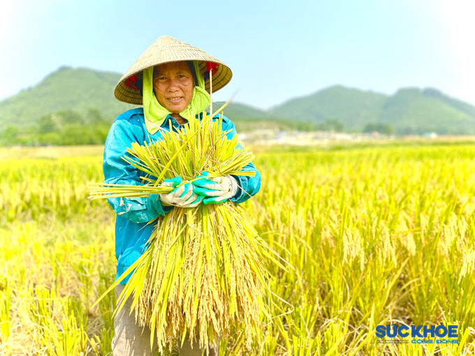 Chị Phạm Thị Gái, trú thôn Ngọ Thượng, xã Thăng Bình, cho biết: “Buổi sáng tôi phải đi gặt từ 5h đến 10h, chiều gặt từ 13h đến tối mịt cho kịp thời vụ. Phần lớn diện tích lúa gia đình thuê máy gặt, nhưng một vài sào máy không vào được nên vẫn phải cắt bằng tay. Năm nay thời tiết tuy nắng gắt, khắc nghiệt nhưng đổ lại lúa cho năng suất cao hơn mọi năm. Trung bình lúa cho năng suất khoảng 3 tạ trên 1 sào”.