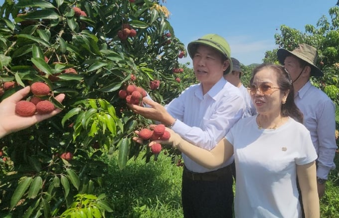 Thứ trưởng Bộ Nông nghiệp và Phát triển nông thôn thăm vườn vải không hạt của Công ty TNHH Nông nghiệp công nghệ cao Hồ Gươm - Sông Âm ngày 10/6.