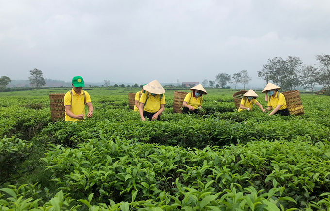 tra-phong-giang_20230615163755