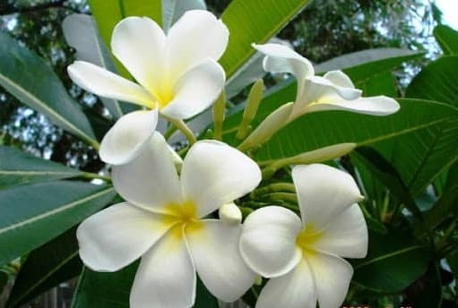 Trà hoa sứ trắng điều trị ho đờm, giúp hạ huyết áp. Ảnh: Caythuoc.org