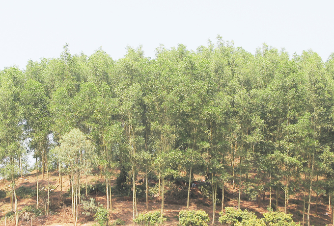 Ảnh: Bacgiang.gov