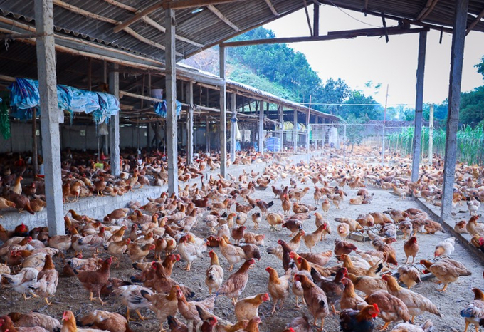 Ảnh: UBND tỉnh Lào Cai