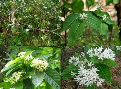 Cây mức hoa trắng. Ảnh: Caythuoc.org