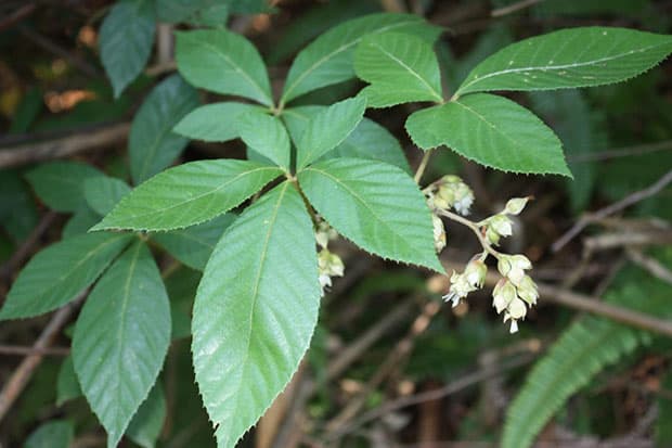 Lá cây ngấy hương. Ảnh: Caythuoc.org