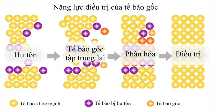 tbg 3