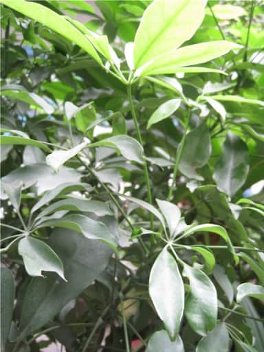 Cây ngũ gia bì chân chim. Ảnh: Caythuoc.org