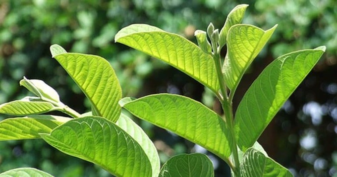 Lá ổi. Ảnh: Caythuoc.org