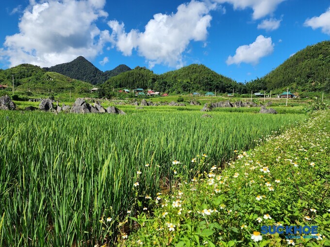 Ngoài ra, đến Bá Thước du khách đừng quên ghé qua Son - Bá - Mười. Nằm trên cung đường từ Pù Luông tới Mai Châu (Hòa Bình), Son - Bá - Mười là 3 bản vùng cao thuộc xã Lũng Cao, nơi đây có khí hậu ôn hòa, nhiệt độ trung bình 18 - 22 độ C.