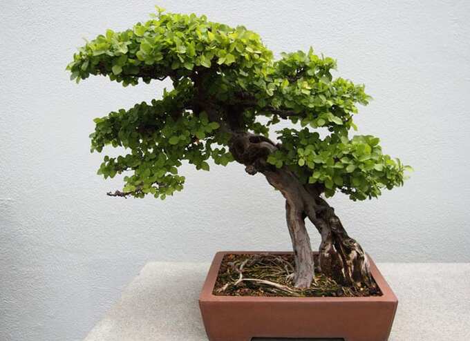 Cây trân châu. Ảnh: Caythuoc.org
