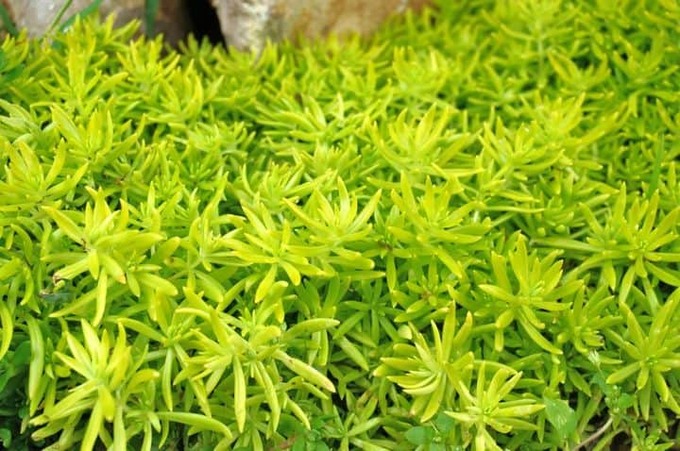 Cây trường sinh lá kim. Ảnh: Caythuoc.org