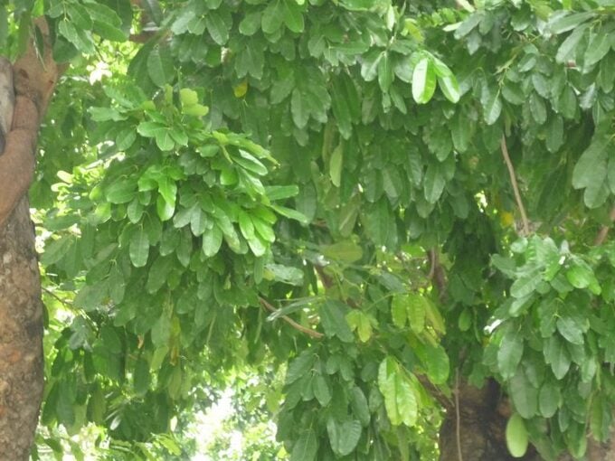 Cây xà cừ. Ảnh: Caythuoc.org