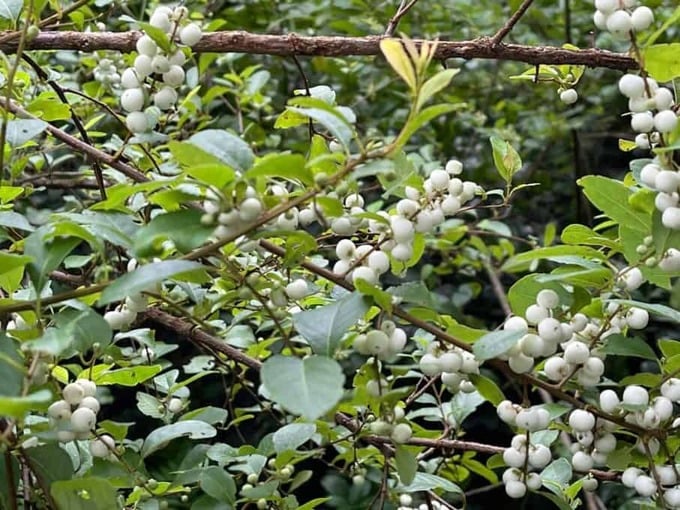 Cây nổ gai. Ảnh: Caythuoc.org