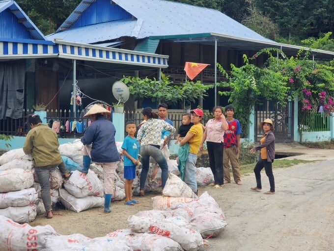 Người dân Mường Lý phấn khởi thu hoạch sắn
