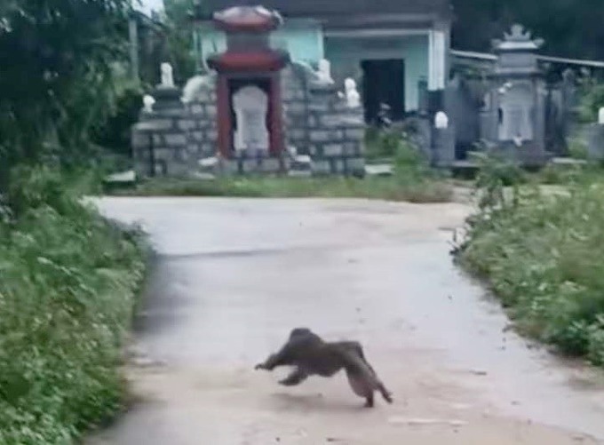 Cá thể khỉ xuất hiện ở Quế Mỹ cắn người dân và động vật nuôi. Ảnh: NDCC (Báo Quảng Nam)