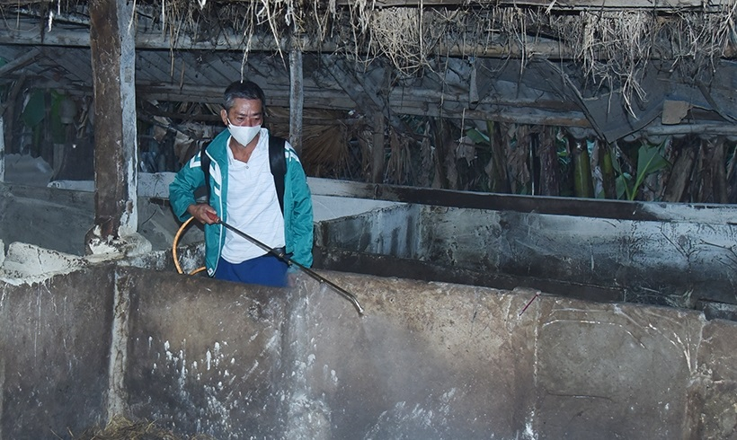 Một hộ dân ở xã Tân Lâm Hương (Thạch Hà) phun tiêu độc khử trùng chuồng trại. Ảnh: Báo Hà Tĩnh