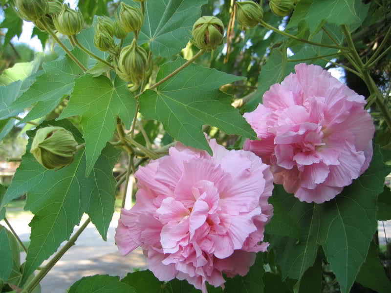 phudung