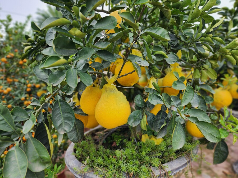 Nhiều cây bưởi trĩu quả. Phần lớn bưởi bày bán tết là giống bưởi Diễn được nhập từ các tỉnh phía Bắc.