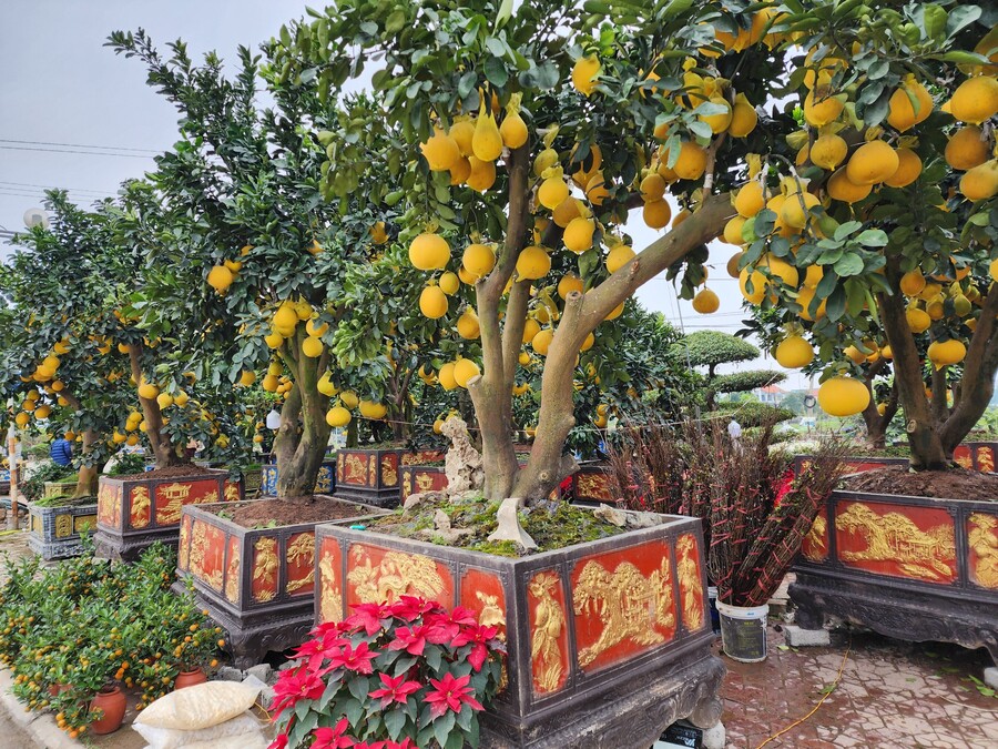 Những năm gần đây, người dân ưu chuộng những cây bưởi, quất trồng trong chậu có dáng bonsai. Giá bưởi, quất bonsai thường có giá cao hơn loại thường.