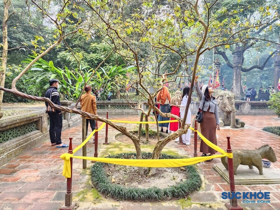 Cây ổi cười trong Vĩnh Lăng (lăng vua Lê Thái Tổ). Gọi là ổi cười bởi khi ta gãi vào các nách cây thì các tán lá sẽ rung rinh chuyển động