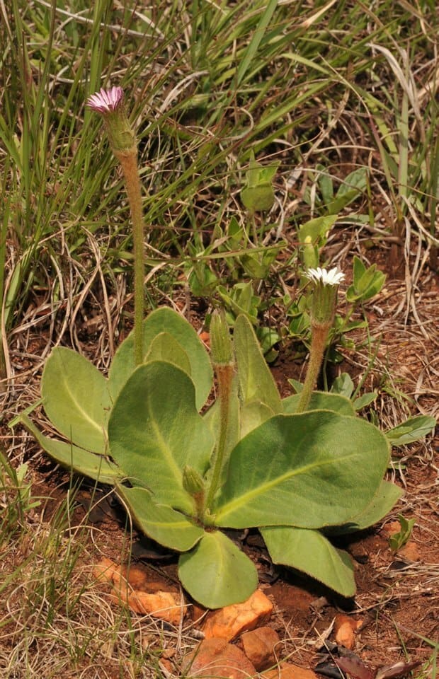 cucdongtiendai