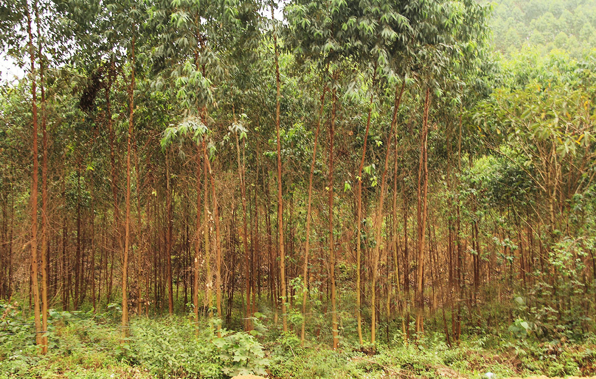 bacgiang