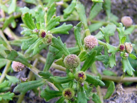 caythuocnam