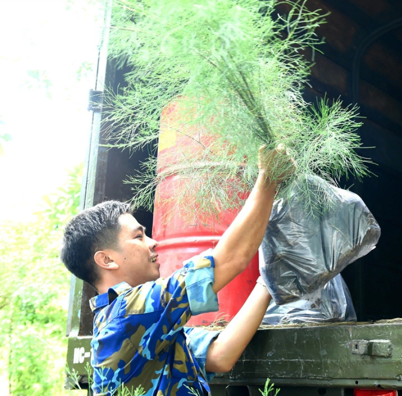 Người lính Hải quân vùng 4 đưa từng cây xanh lên xe