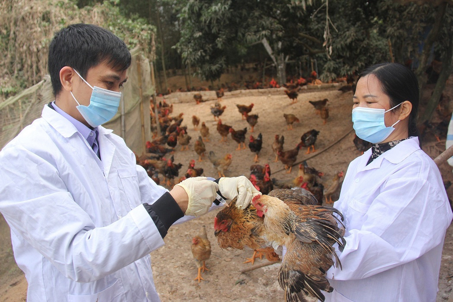 h5n11