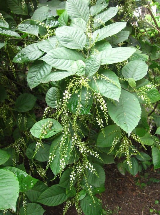 donrangcua