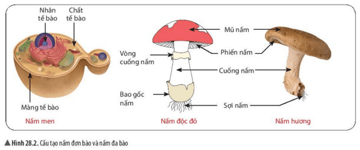 nam