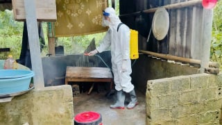 laocai