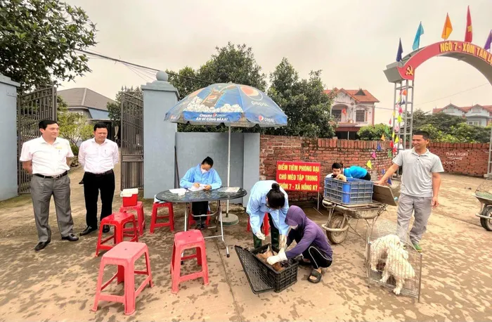 Tiêm vắc xin phòng dại cho chó, mèo trên địa bàn huyện Sóc Sơn (Ảnh: Bộ Y tế)