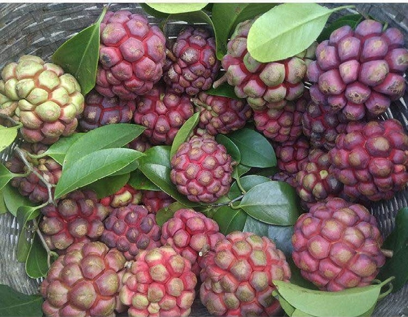 Na rừng có nhiều hoạt chất chống ung thư (Ảnh minh họa)