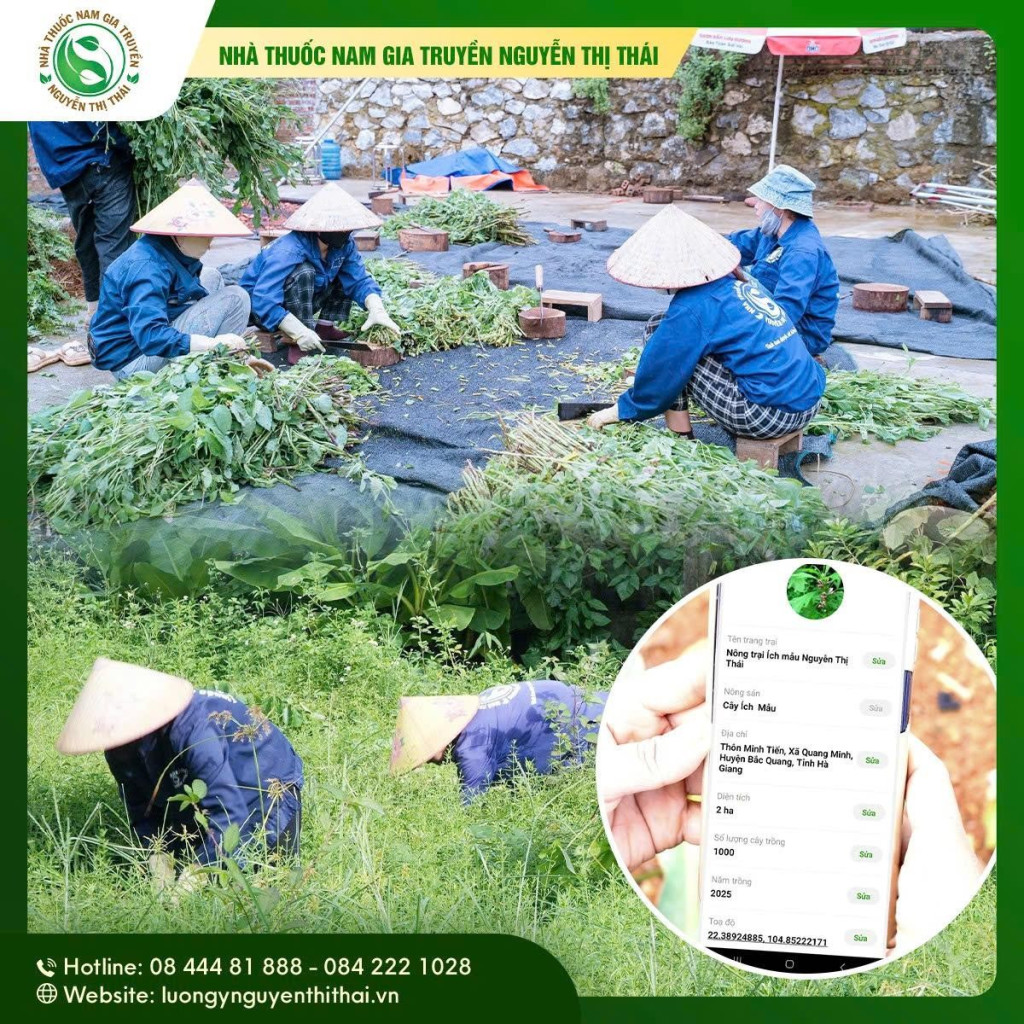 “Thu hoạch đúng thời điểm dược tính — loại tạp tại chỗ để mẻ phơi sạch, đồng nhất”
