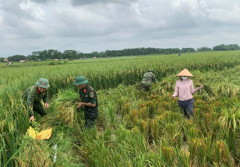 Các đơn vị quân đội đóng quân trên địa bàn xã Đa Phúc hỗ trợ dân thu hoạch lúa mùa chạy lũ. Ảnh: Hoàng Sơn