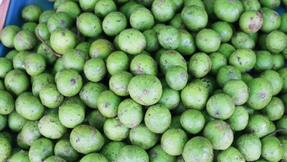 Quả sấu chứa lượng vitamin C lớn (Ảnh minh họa)