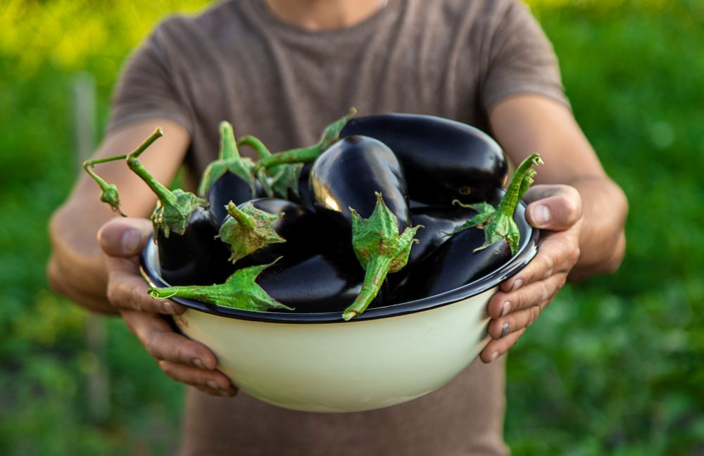 Cà tím chứa ít calo phù hợp cho chế độ kiểm soát cân nặng (Ảnh minh họa)
