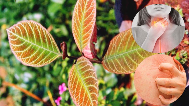 Lá khôi tía có thể uống hoặc nấu thành nước tắm giúp giảm mẩn ngứa, mề đay (Ảnh minh họa)