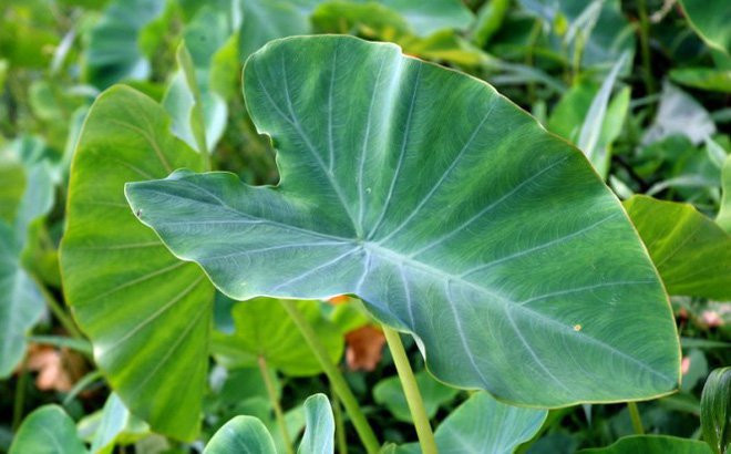 Lá khoai môn (Ảnh minh họa)