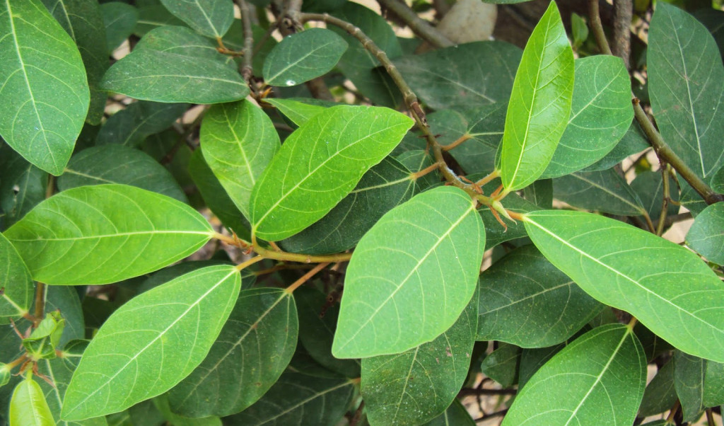 Lá sung có nhiều công dụng chưa bệnh trong y học cổ truyền (Ảnh minh họa)