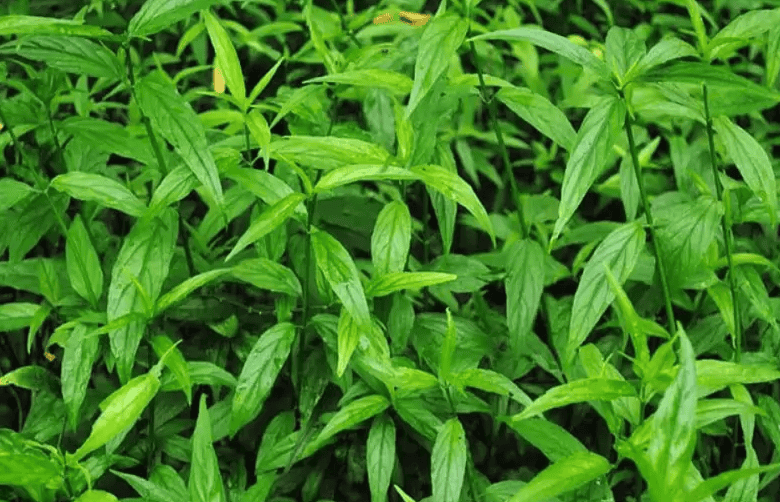 Lá bìm bịp (Ảnh minh họa)