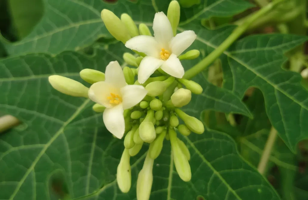 Lá và hoa đu đủ đực (Ảnh minh họa)