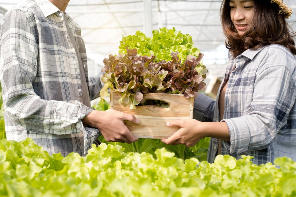 Chọn rau củ an toàn là yếu tố quan trọng nhất (Ảnh minh họa)
