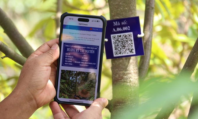 Mỗi cây sầu riêng được gắn một mã QR để quản lý toàn bộ thông tin trong quá trình sản xuất (Ảnh: Quang Yên)