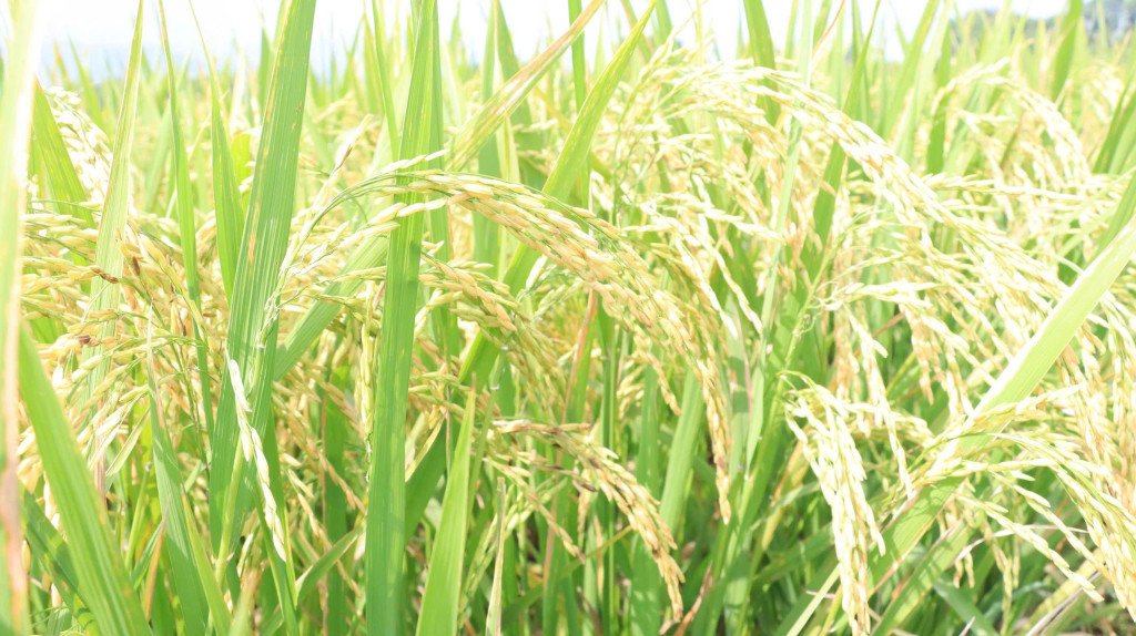 Giống lúa Japonica được nhân rộng sản xuất cho hiệu quả kinh tế vượt trội